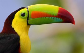 toucan